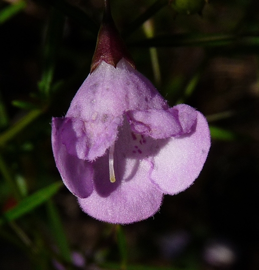 {Agalinis tenuifolia}